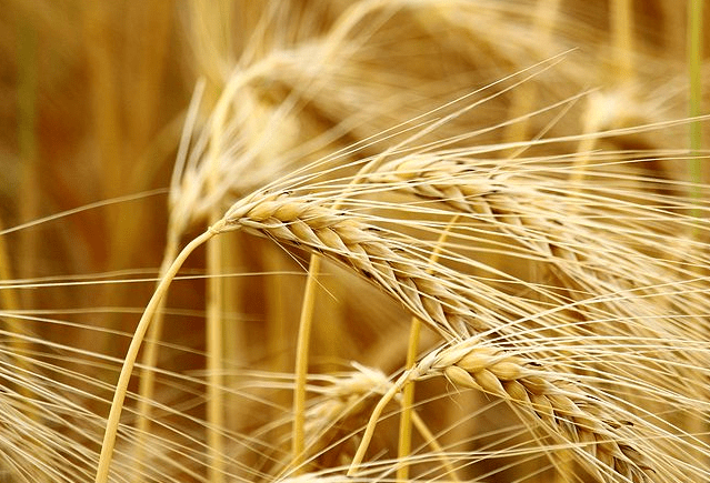 精釀<a href=http://www.dazhongbanchang666.cn/ target=_blank class=infotextkey>啤酒設備</a>,啤酒廠設備,開辦啤酒廠,麥芽